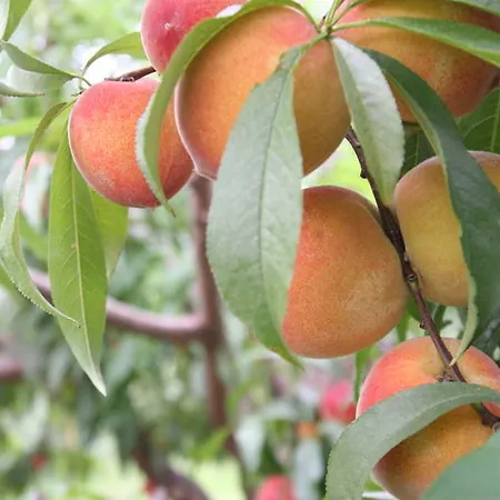 Casa De Carcavelos Cabeceiras de Basto