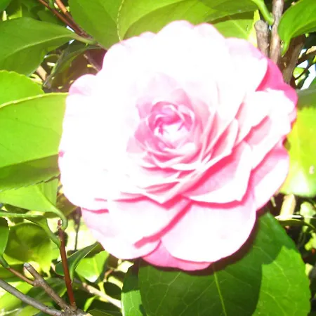 Séjour à la campagne Casa De Carcavelos *