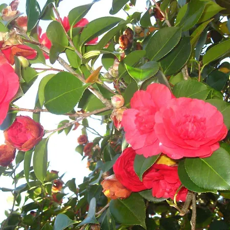 Casa De Carcavelos Landsted Cabeceiras de Basto