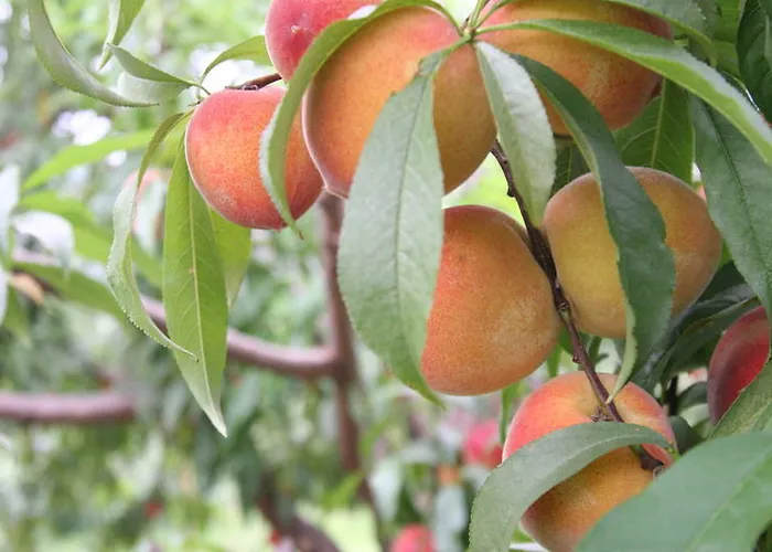 Casa De Carcavelos 카베세이라스 드 바스투