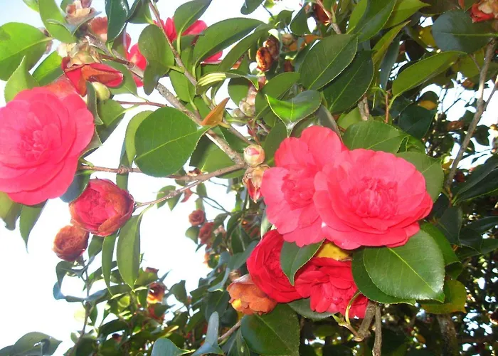 Casa De Carcavelos Landsted Cabeceiras de Basto