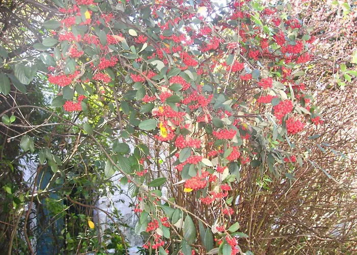 Casa De Carcavelos Cabeceiras de Basto